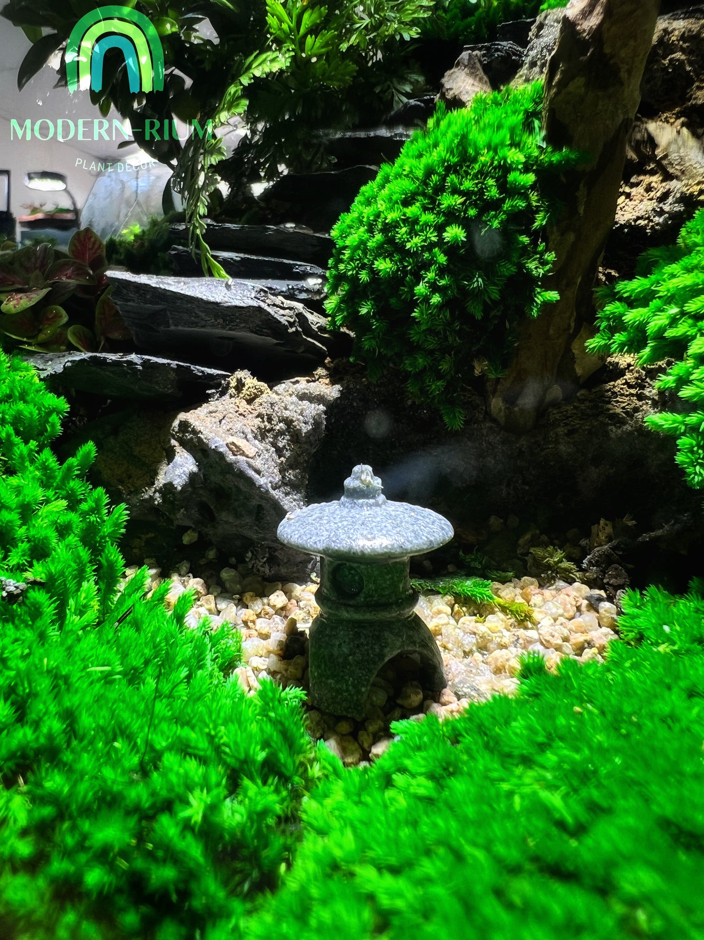 Japanese Zen Garden - EcoCourier Series - ready made terrarium Australia wide