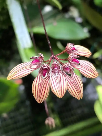 Miniature orchid Bulbophylum sp