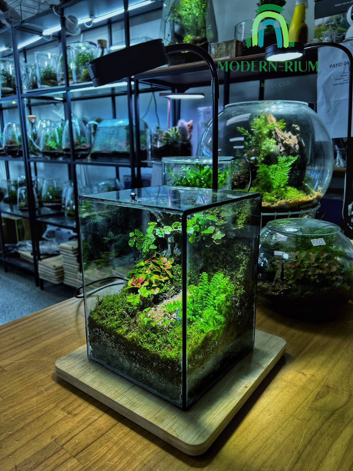 Verdant Cube - EcoCourier Series - ready made terrarium Australia wide