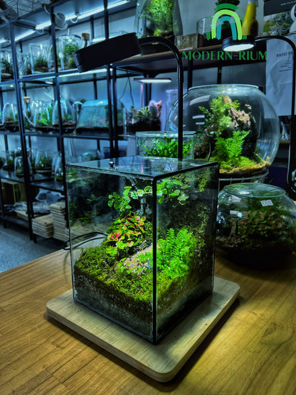 Verdant Cube - EcoCourier Series - ready made terrarium Australia wide