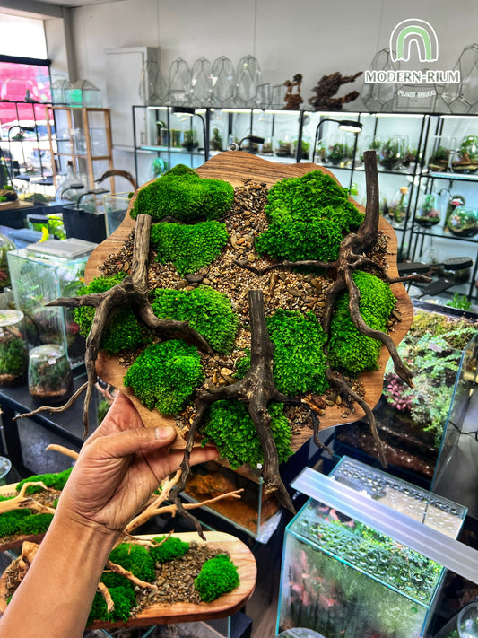 Curvy Wood - 3D Wall Scape - Zero maintenance