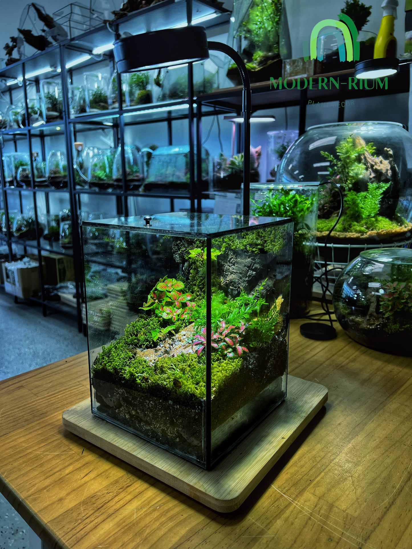 Verdant Cube - EcoCourier Series - ready made terrarium Australia wide