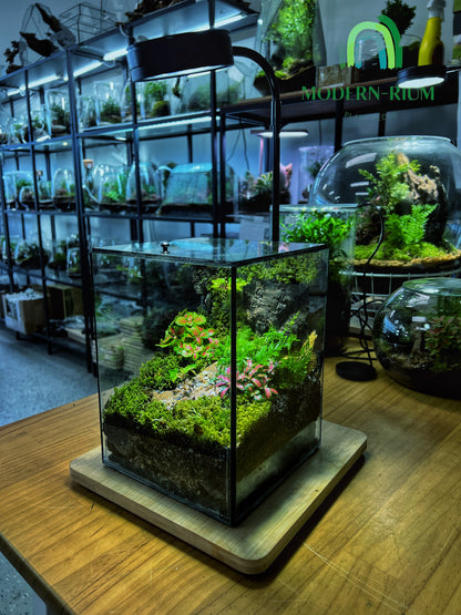 Verdant Cube - EcoCourier Series - ready made terrarium Australia wide