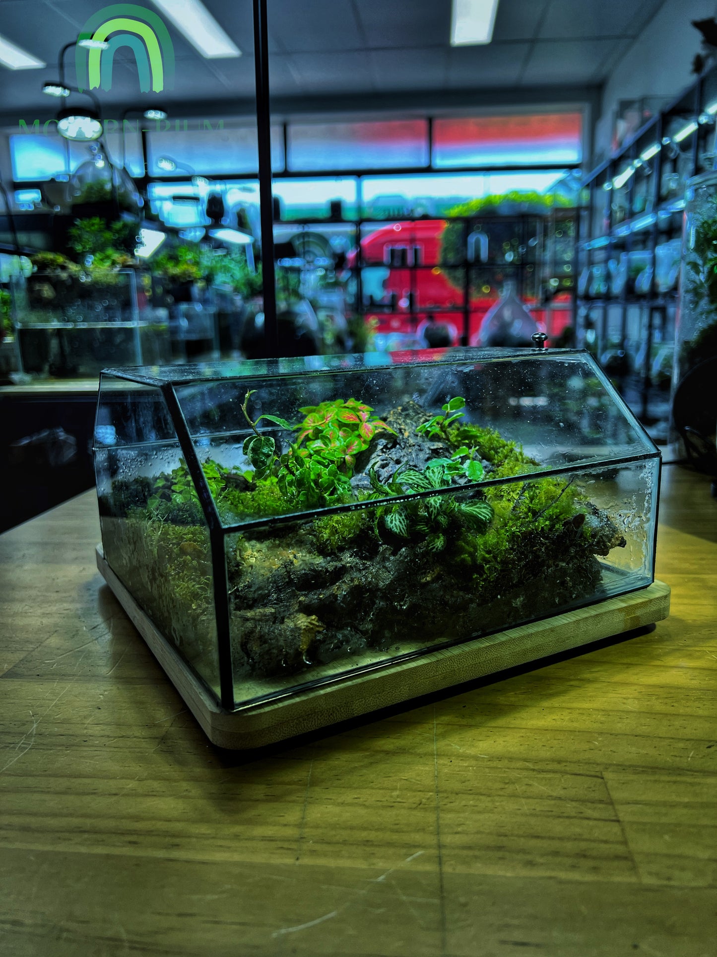 Mossfall Prism - EcoCourier Series - ready made terrarium Australia wide