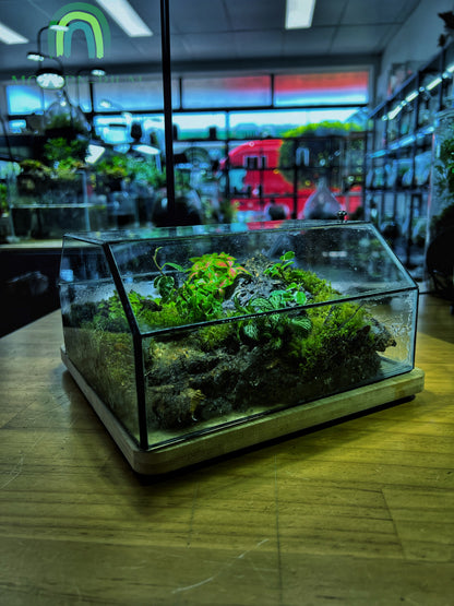 Mossfall Prism - EcoCourier Series - ready made terrarium Australia wide