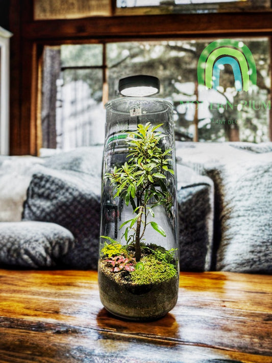 Redwood Rise – Cylindrical Forest Terrarium with Miniature Tree Canopy