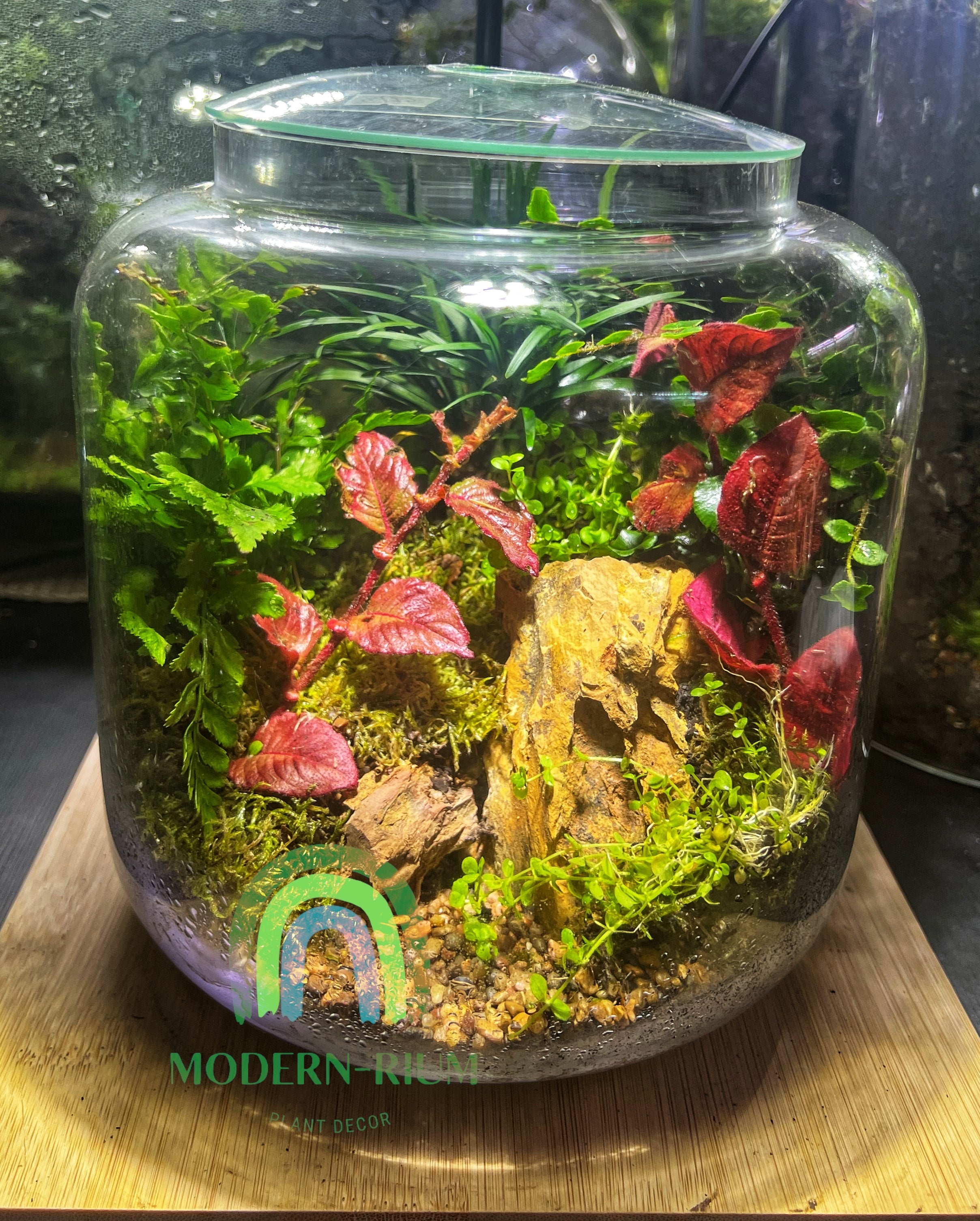 Round tropical terrarium modernrium