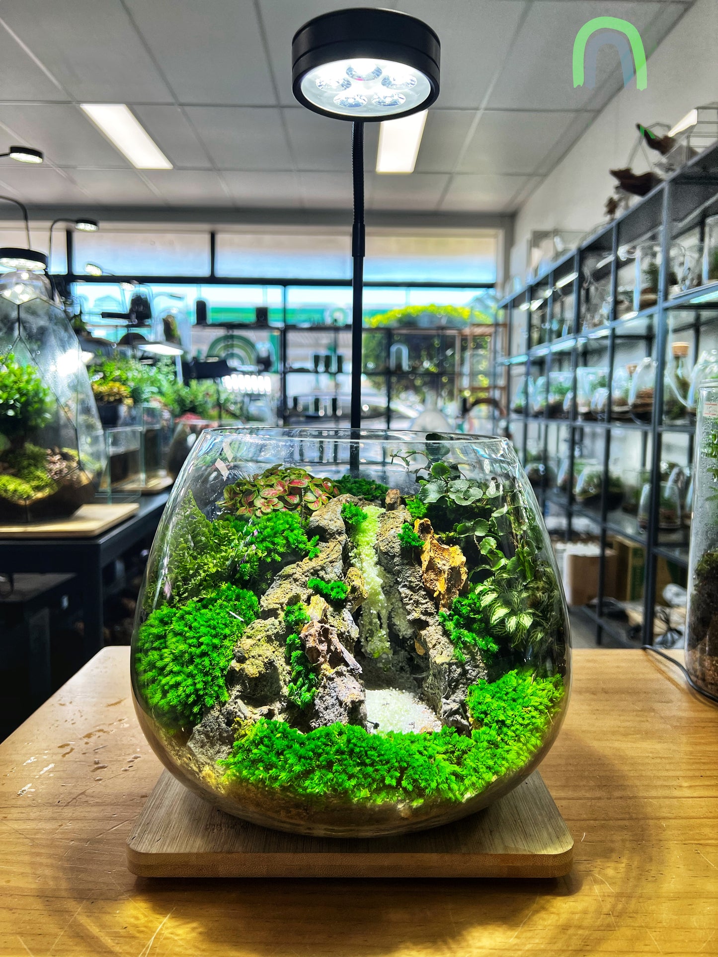 Paradise Waterfall - EcoCourier Series - ready made terrarium Australia wide