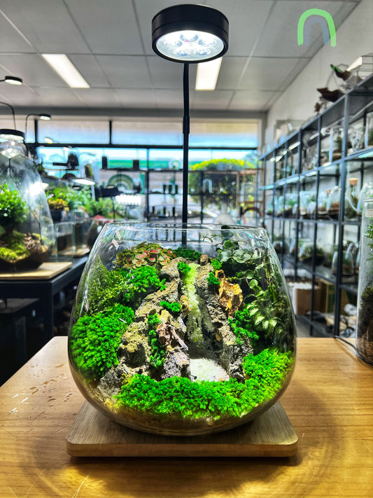 Paradise Waterfall - EcoCourier Series - ready made terrarium Australia wide