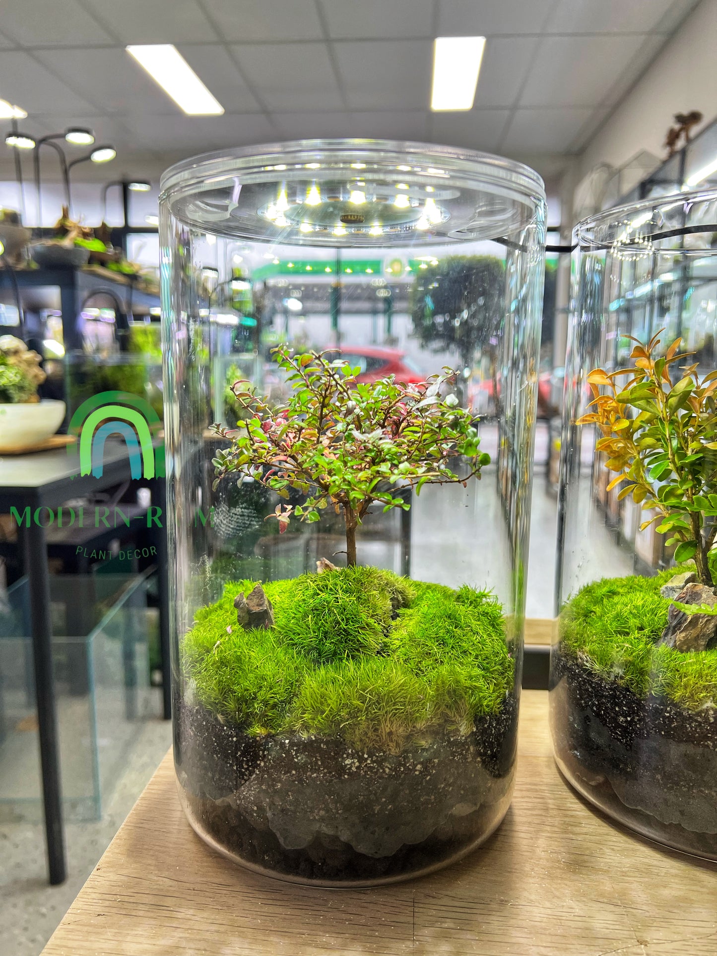 Sole Tree Bonsai with grow light - EcoCourier series - Ready made terrarium