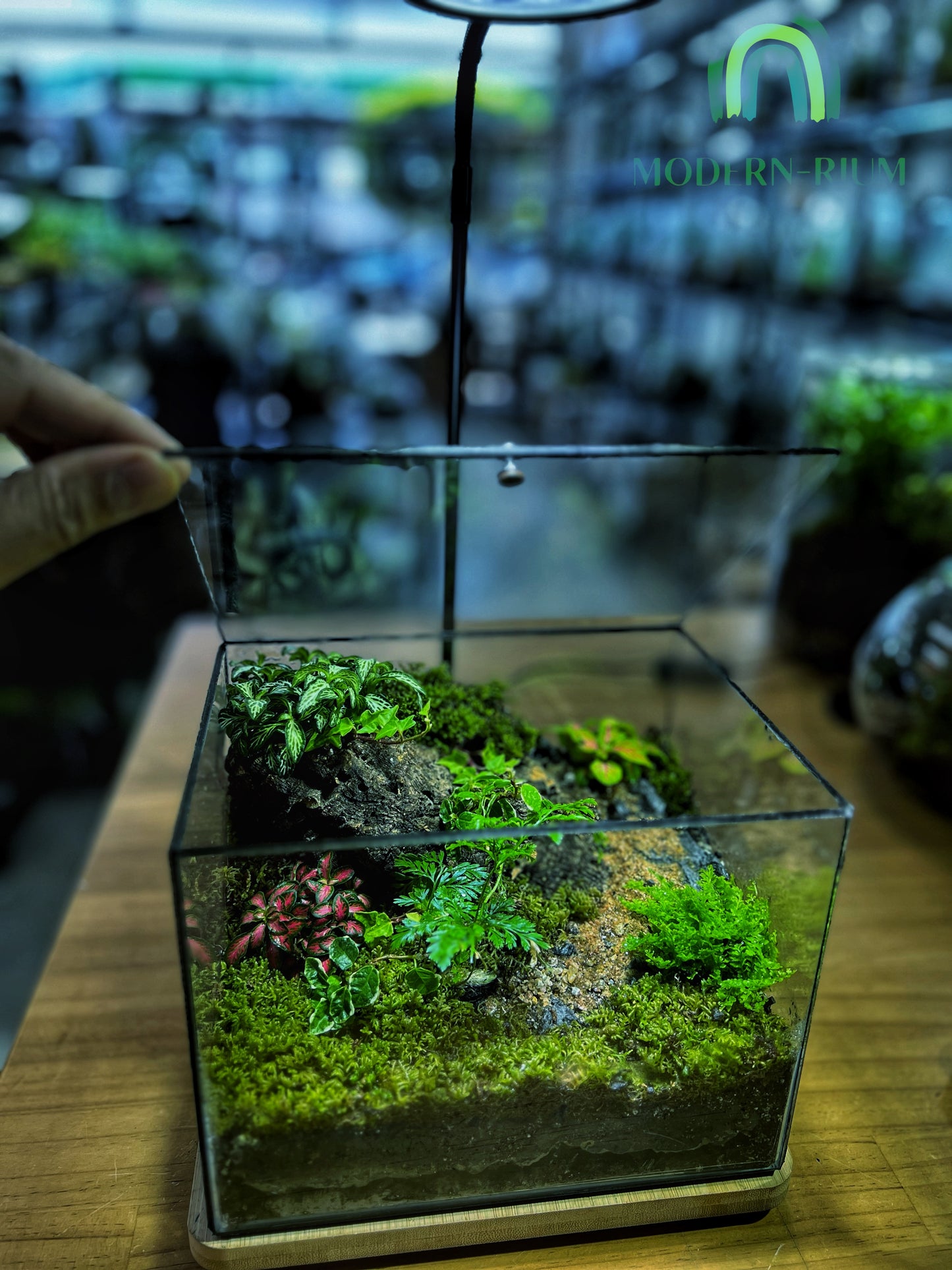 Forest Ridge Cube - EcoCourier Series - ready made terrarium Australia wide