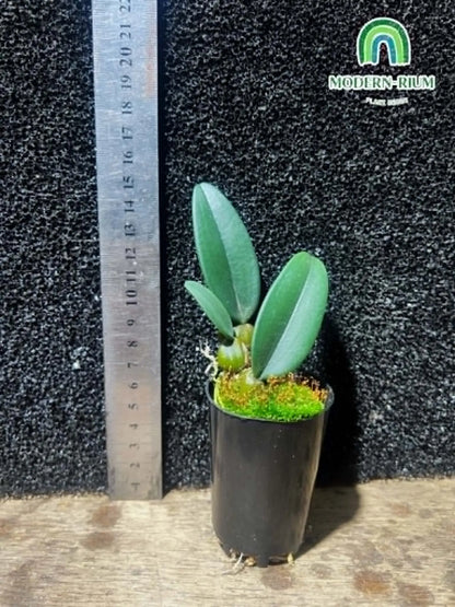 Miniature orchid Bulbophylum sp