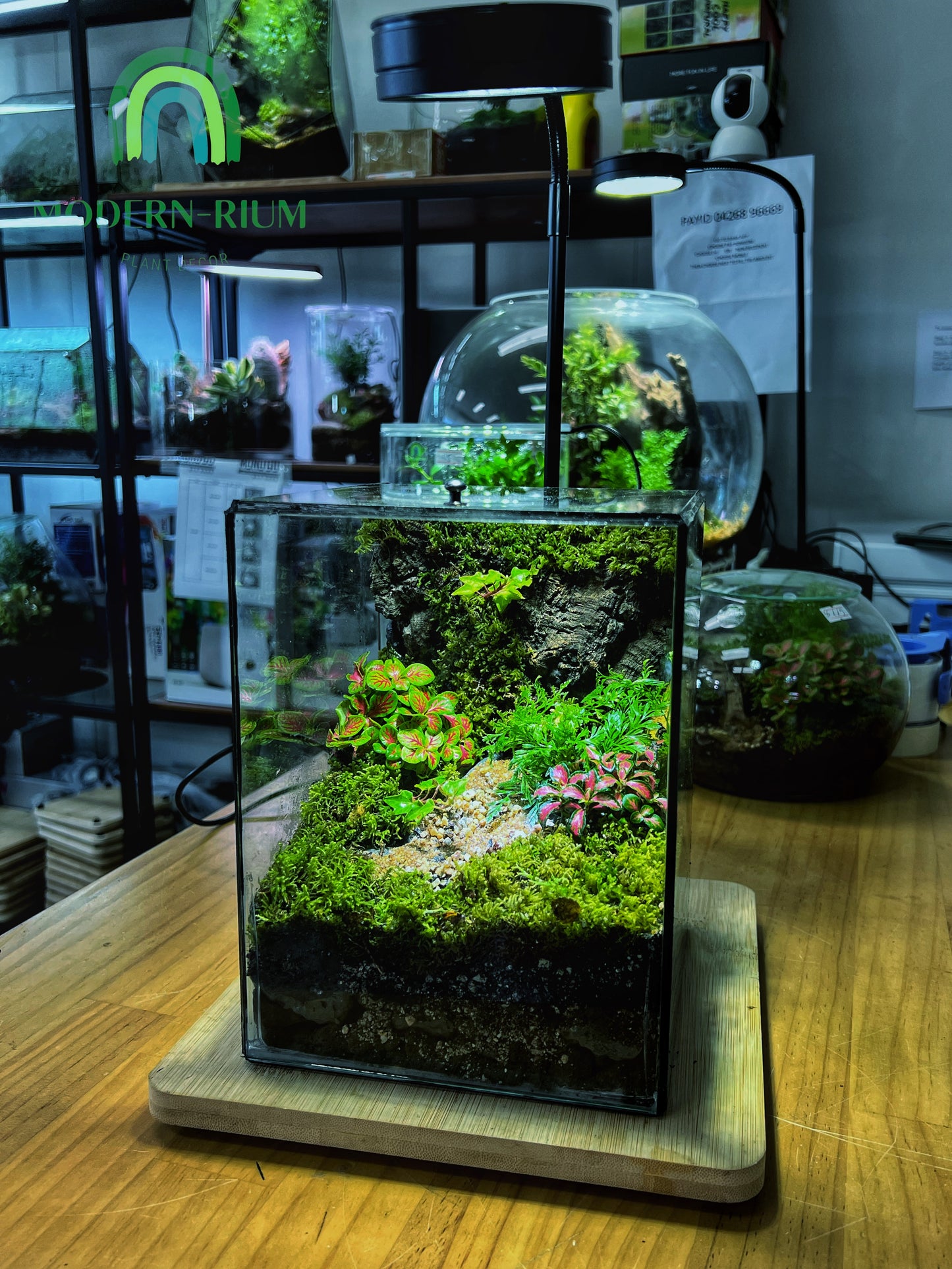 Verdant Cube - EcoCourier Series - ready made terrarium Australia wide