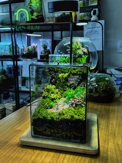 Verdant Cube - EcoCourier Series - ready made terrarium Australia wide
