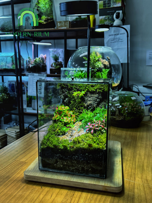 Verdant Cube - EcoCourier Series - ready made terrarium Australia wide