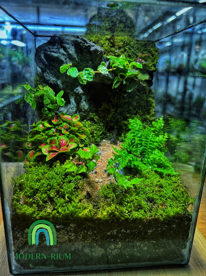 Verdant Cube - EcoCourier Series - ready made terrarium Australia wide
