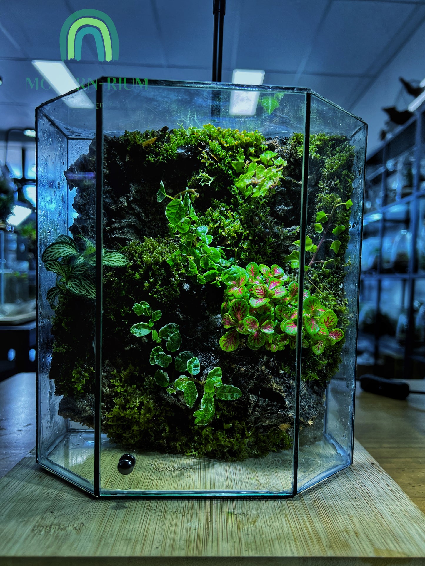 Mossfall Prism - EcoCourier Series - ready made terrarium Australia wide