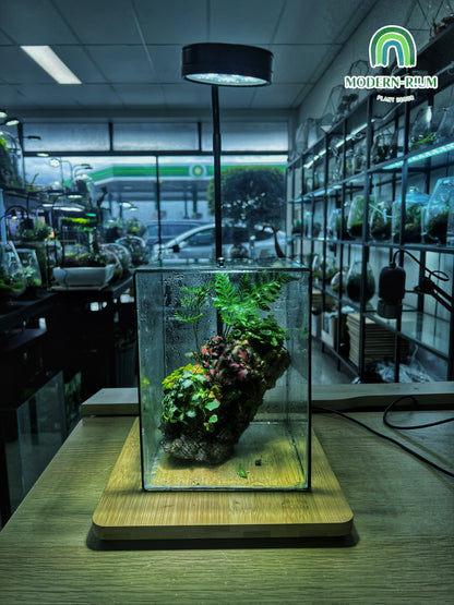 Heart of the Forest - EcoCourier Series - ready made terrarium Australia wide