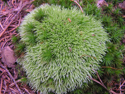 White tip pincushion moss Leucobryum javense  - Bun Moss