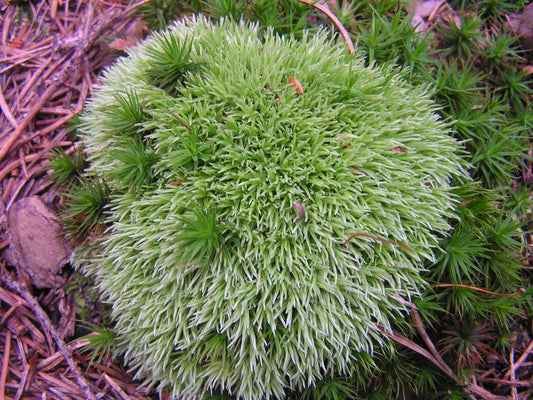 White tip pincushion moss Leucobryum javense  - Bun Moss