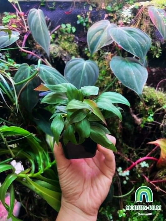Philodendron micans