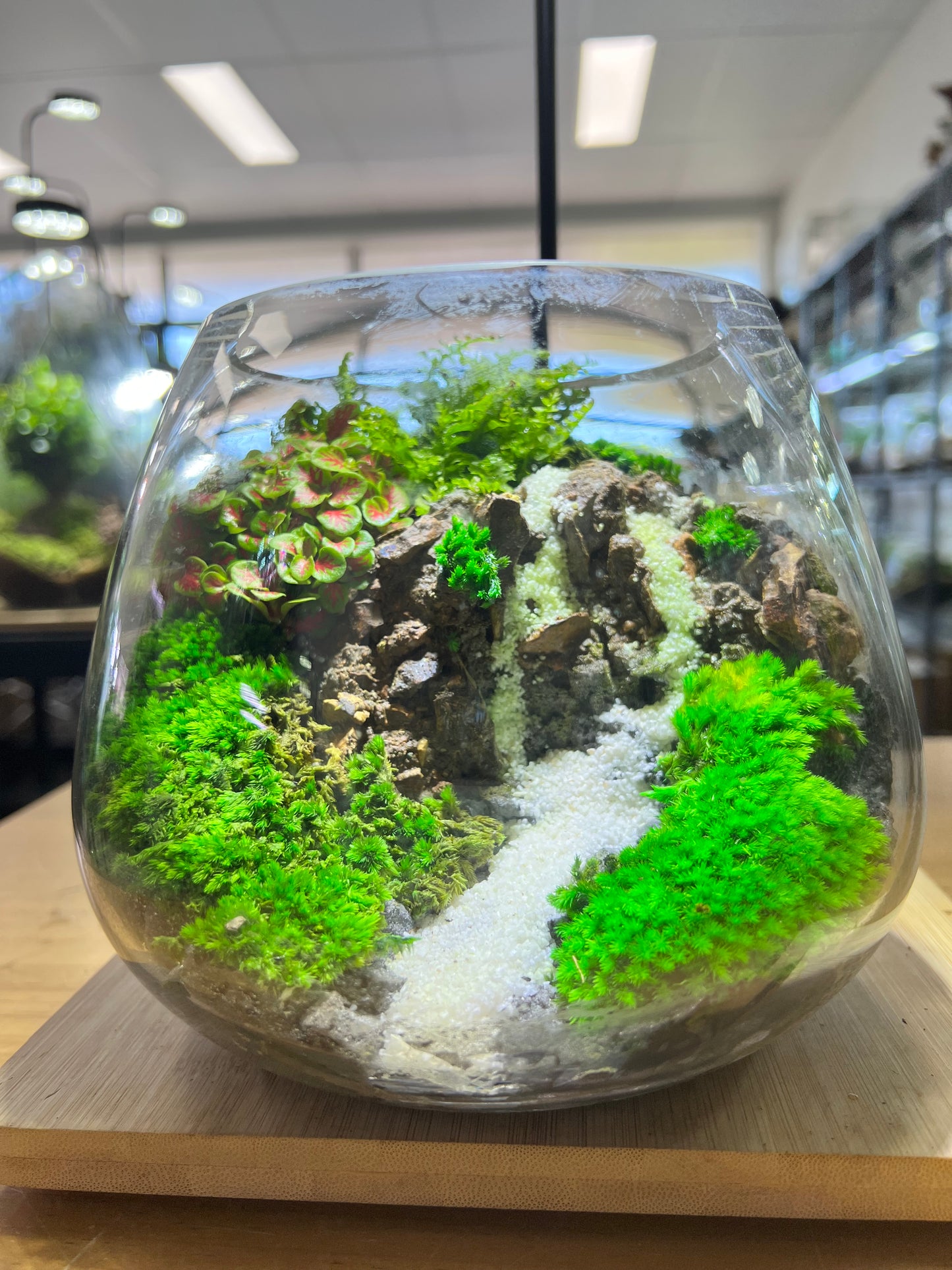 Ivory cascade - EcoCourier Series - ready made terrarium Australia wide