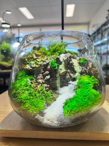 Ivory cascade - EcoCourier Series - ready made terrarium Australia wide