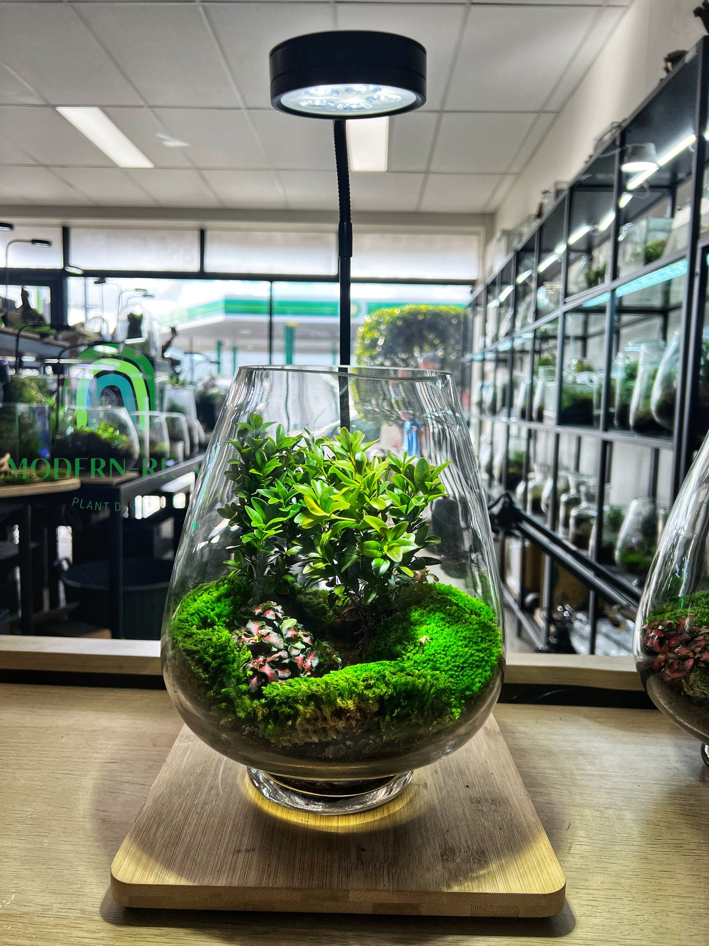Verdancia - EcoCourier Series - ready made terrarium Australia wide