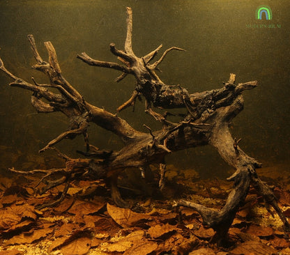 Wicked Forest - Aquarium Module - Biotop style