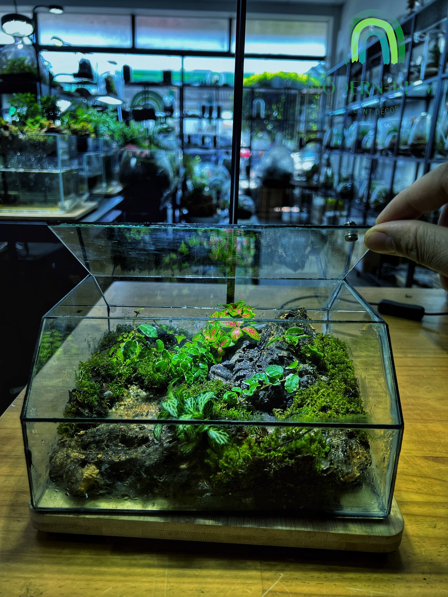 Mossfall Prism - EcoCourier Series - ready made terrarium Australia wide