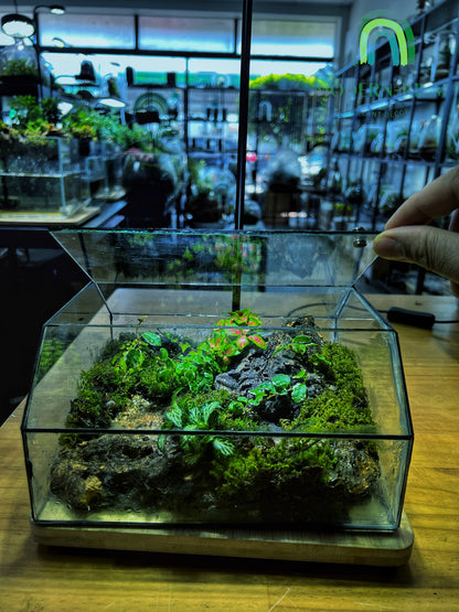 Mossfall Prism - EcoCourier Series - ready made terrarium Australia wide