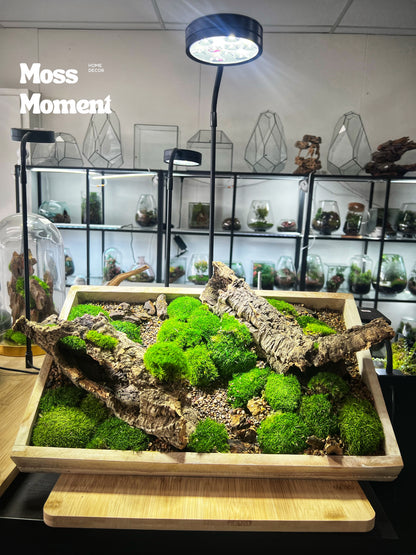 Cork Bark Wall Scape - Zero Maintenance