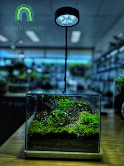 Forest Ridge Cube - EcoCourier Series - ready made terrarium Australia wide