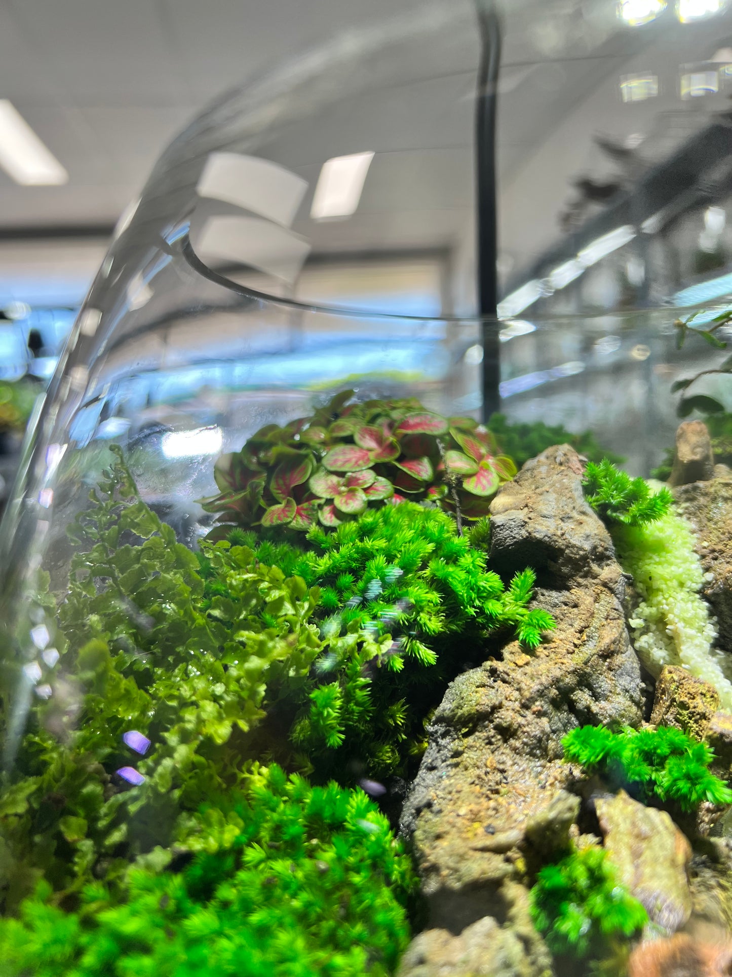 Paradise Waterfall - EcoCourier Series - ready made terrarium Australia wide