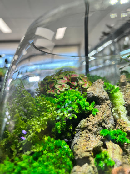 Paradise Waterfall - EcoCourier Series - ready made terrarium Australia wide