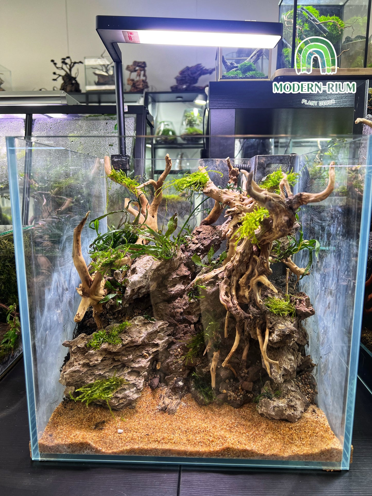 Elder Stone - Aquarium Module - Forest Style