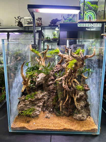 Elder Stone - Aquarium Module - Forest Style
