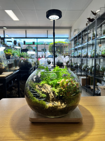 The Ruin Sphere - EcoCourier Series - ready made terrarium Australia wide