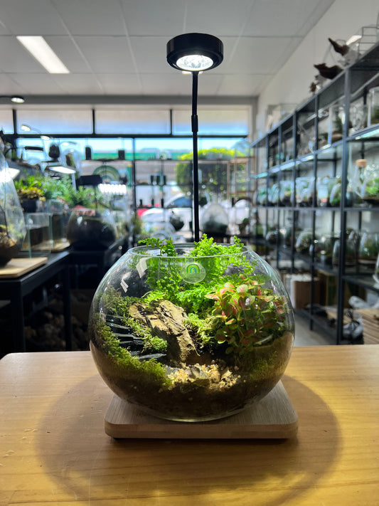 The Ruin Sphere - EcoCourier Series - ready made terrarium Australia wide