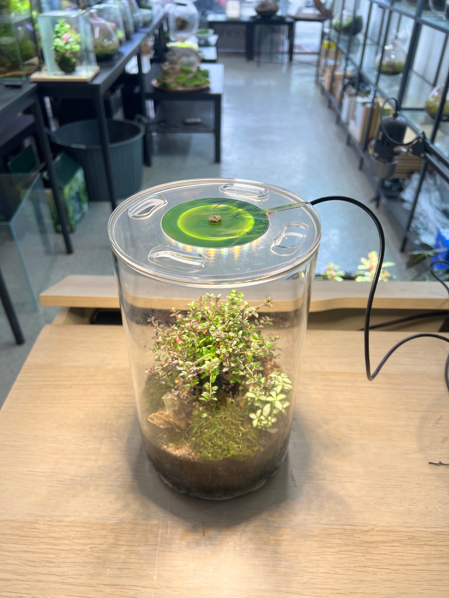 Sole Tree Bonsai with grow light - EcoCourier series - Ready made terrarium