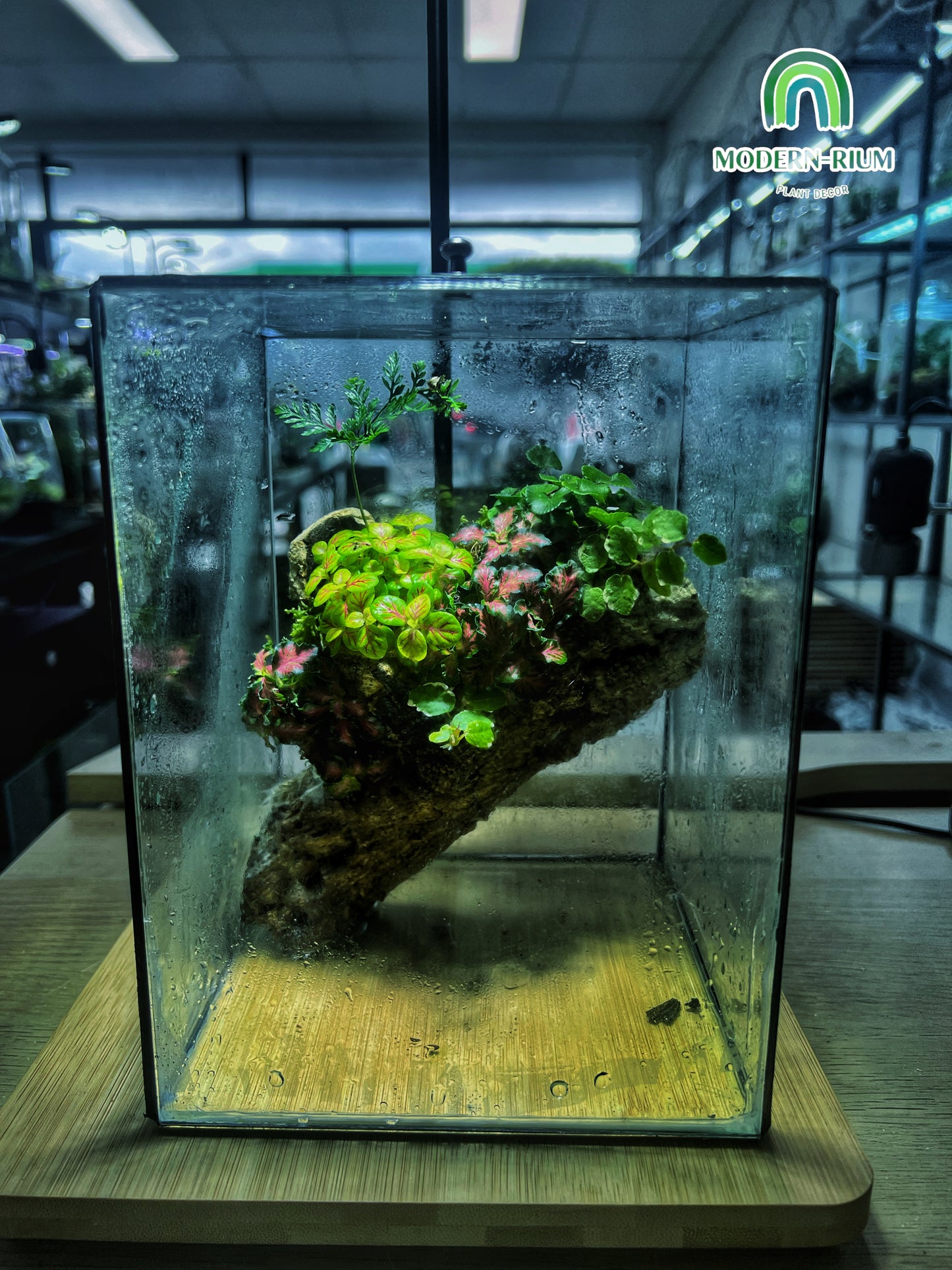 Heart of the Forest - EcoCourier Series - ready made terrarium Australia wide
