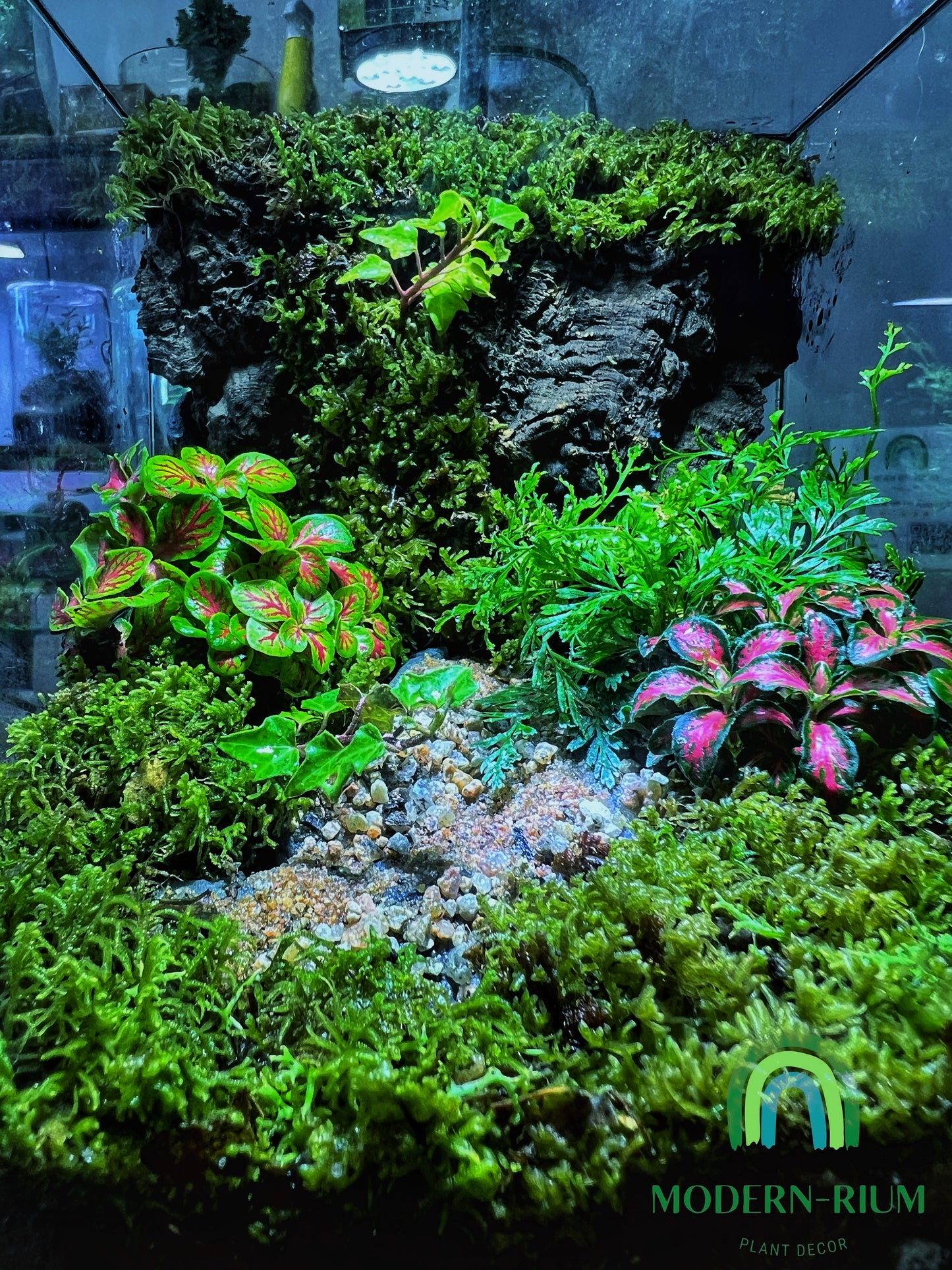 Verdant Cube - EcoCourier Series - ready made terrarium Australia wide