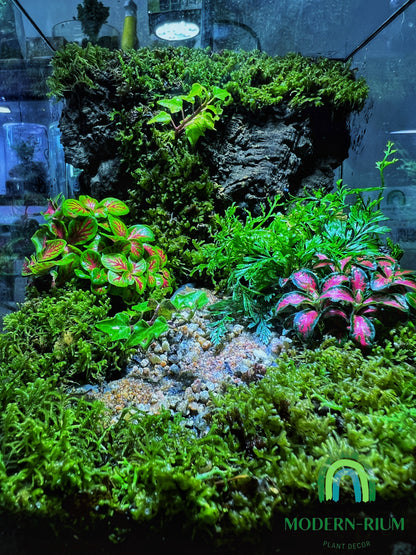 Verdant Cube - EcoCourier Series - ready made terrarium Australia wide