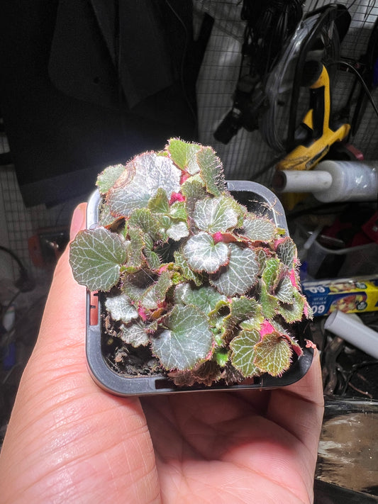 Micro Strawberry Begonia Saxifraga stolonifera “Yakushima”