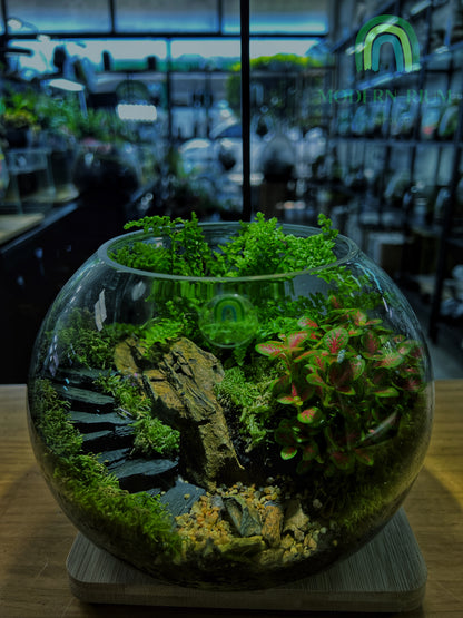 The Ruin Sphere - EcoCourier Series - ready made terrarium Australia wide