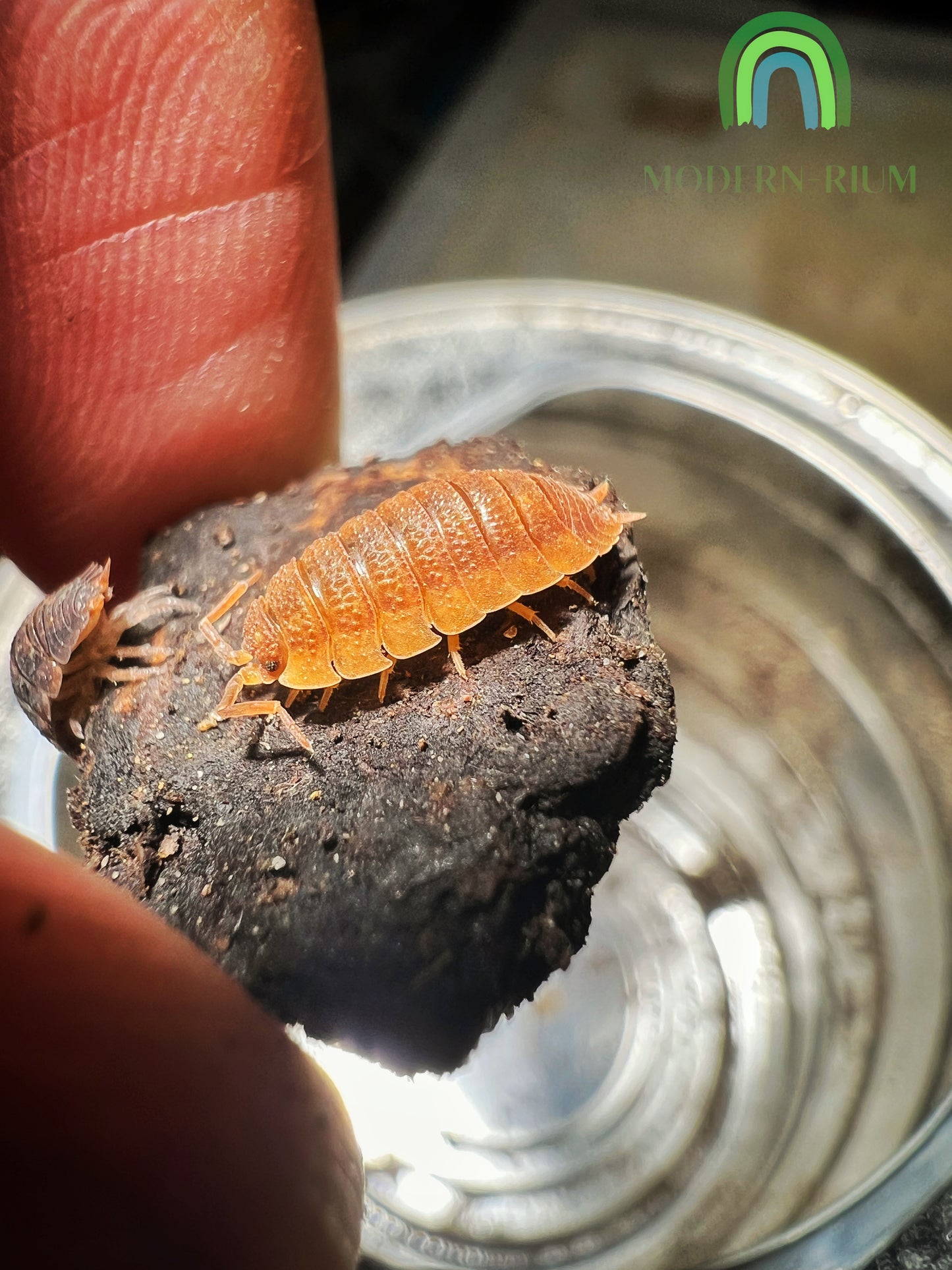 Isopod Porcellio Scaber (Orange) Rare morph