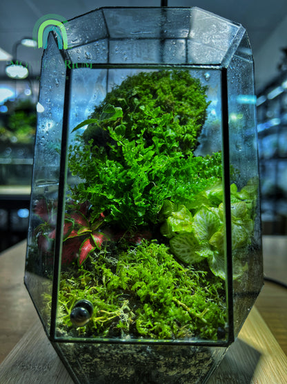 Emerald Vault - EcoCourier Series - ready made terrarium Australia wide