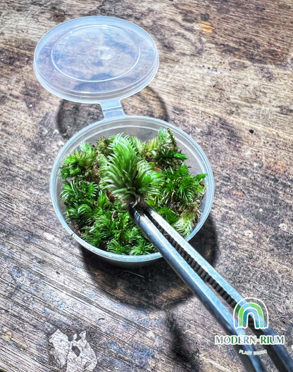 White tip pincushion moss Leucobryum javense  - Bun Moss