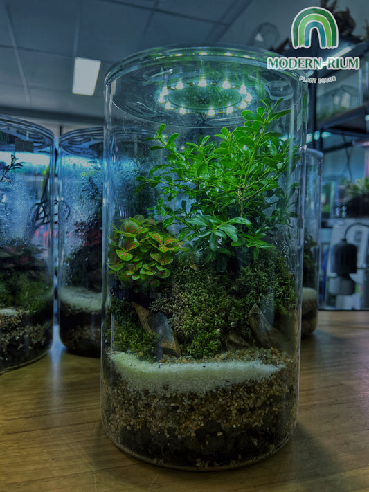 Mountain Scape Cylinder with Grow Light - EcoCourier Series - ready made terrarium Australia wide