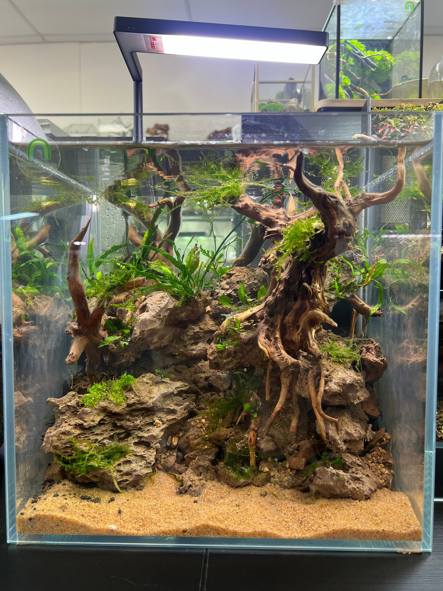 Elder Stone - Aquarium Module - Forest Style
